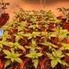 Dinafem Seeds Industrial Plant 3 Wochen alt