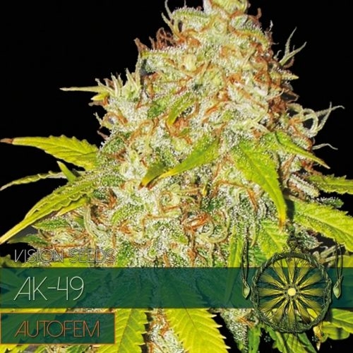 AK-49 / AUTOFEM 3er / Vision Seeds