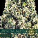 Amnesia Haze / AUTOFEM 3er / Vision Seeds