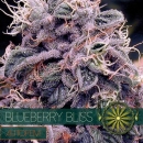 Blueberry Bliss / AUTOFEM 3er / Vision Seeds