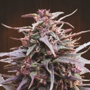 Purple Haze x Malawi / FEM 3er / Ace Seeds