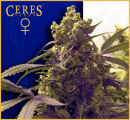 Purple / FEM 10er / Ceres Seeds
