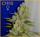 White Widow / FEM 10er / Ceres Seeds