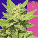 Lemonesia / FEM 5er / Ceres Seeds