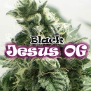 Black Jesus OG / FEM 2er / Dr Underground