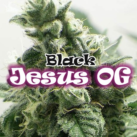 Black Jesus OG / FEM 4er / Dr Underground