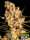 Jamaican Dream / FEM 6er / Eva Seeds