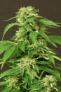 Exotic Thai / FEM 3er / Exotic Seeds