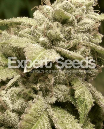 Gorilla Glue #4 x White Widow / FEM 3er / Expert Seeds