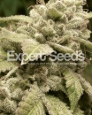 Gorilla Glue #4 x White Widow / FEM 5er / Expert Seeds