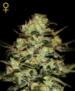 Moby Dick / FEM 10er / Greenhouse Seed Co.