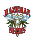 Black Russian / REG 12er / HazeMan Seeds