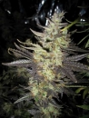 Strawberry Diesel  / FEM 6er / Holy Smoke Seeds