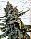Strawberry Bubba Diesel  / FEM 6er / Holy Smoke Seeds