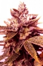 Sour Blackberry Diesel / REG 12er / Holy Smoke Seeds
