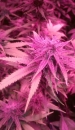 Bubblegum Hash Plant  / FEM 6er / Holy Smoke Seeds