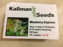Blueberry Express / FEM 5er / Kaliman Seeds