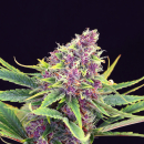Purple Kush / FEM 10er / Kannabia Seeds