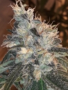 Candy Glue / REG 6er / Lineage Genetics