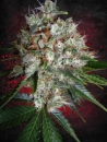 Big Bud XXL / FEM 2er / Ministry of Cannabis