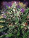 Early XXX / FEM 2er / Ministry of Cannabis