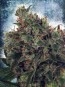 Ultra White Amnesia / FEM 2er / Ministry of Cannabis