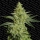 ALLKUSH formerly Sheherazade / FEM 5er / Paradise Seeds