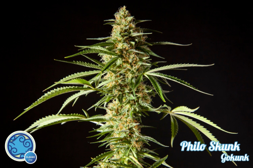 Philo Skunk / FEM 5er / Philosopher Seeds