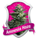 Amnesia Haze / FEM 5er / Royal Queen Seeds