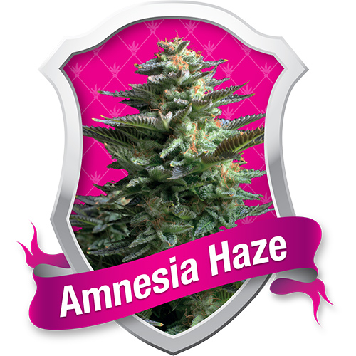 Amnesia Haze / FEM 3er / Royal Queen Seeds