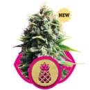 Pineapple Kush / FEM 3er / Royal Queen Seeds