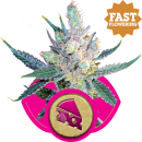 Royal Cheese FAST Version / FEM 5er / Royal Queen Seeds