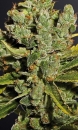 Royal Cheese FAST Version / FEM 3er / Royal Queen Seeds