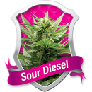 Sour Diesel / FEM 3er / Royal Queen Seeds