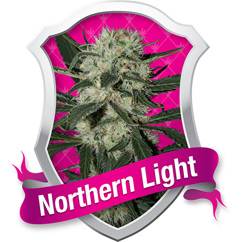 Northern Light / FEM 5er / Royal Queen Seeds
