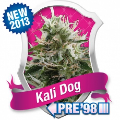 Kali Dog / FEM 3er / Royal Queen Seeds