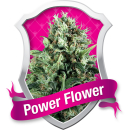 Power Flower / FEM 5er / Royal Queen Seeds