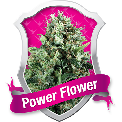 Power Flower / FEM 3er / Royal Queen Seeds