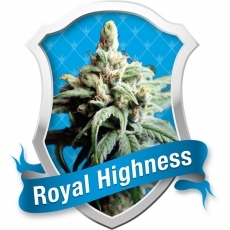 Royal Highness CBD / FEM 5er / Royal Queen Seeds
