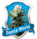 Dance World / FEM 10er / Royal Queen Seeds