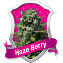 Haze Berry / FEM 3er / Royal Queen Seeds