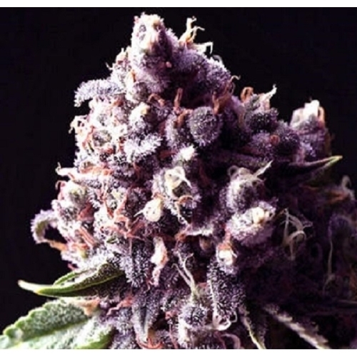 Purple Pinecone / FEM 5er / Sagarmatha Seeds