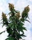 Blueberry Bud / REG 10er / Sagarmatha Seeds