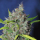 Blueberry Bud / FEM 5er / Sagarmatha Seeds