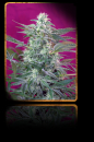 Big Foot / FEM 5er / Sweet Seeds