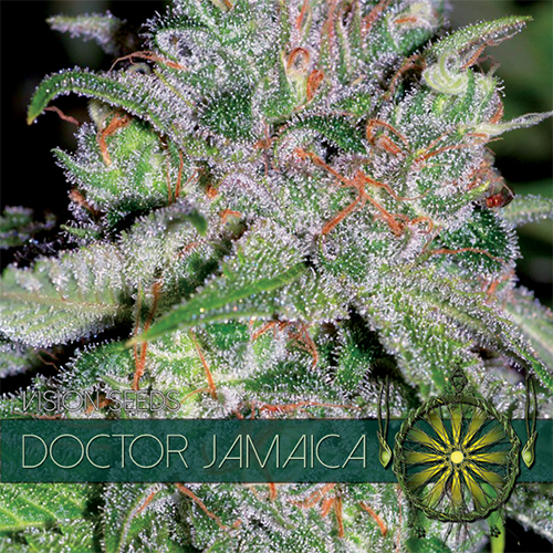 Doctor Jamaica / FEM 10er / Vision Seeds