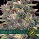 Brainkiller Haze / FEM 3er / Vision Seeds