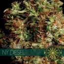 NY Diesel / FEM 3er / Vision Seeds