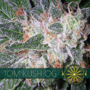 Tom Kush OG / FEM 5er / Vision Seeds
