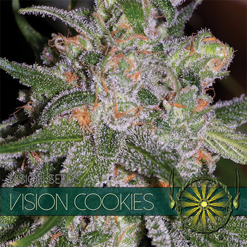 Vision Cookies / FEM 5er / Vision Seeds